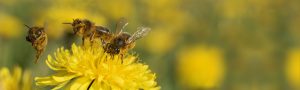 Introduction course: Buzzing Bees