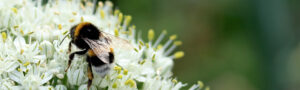Introductiecursus: Bijen Bestuiven